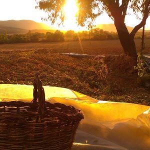 Recogida de almendras a finales del verano