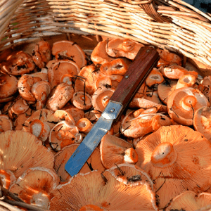 Recogida de níscalos en el pinar de Artieda